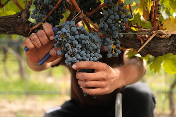 Malbec - die wichtigste Rebsorte Argentiniens