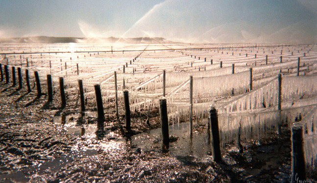 Schutz vor Frost durch Berieselung