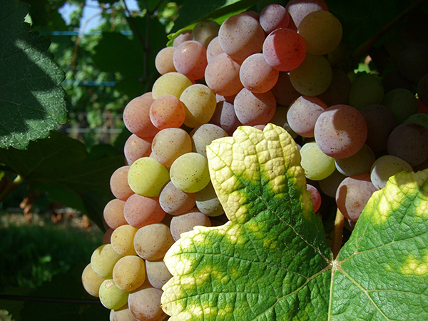 Die Beeren des Gewürztraminers färben sich