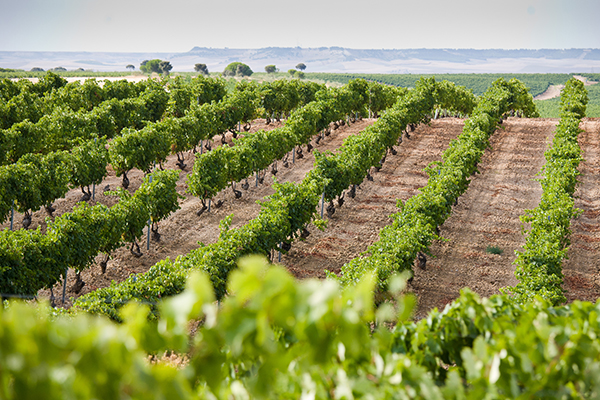 Die sanft geschwungenen Hügel in Rueda mit Verdejo-Reben