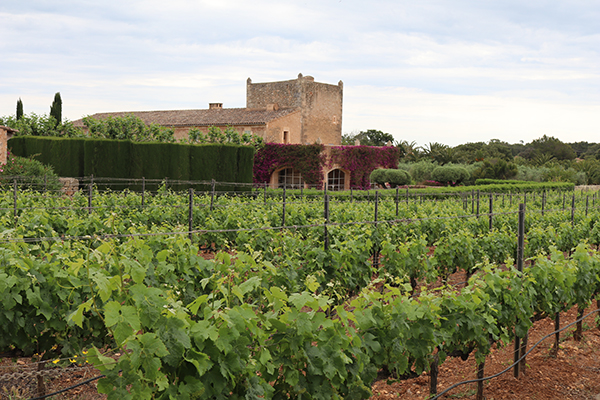 Das Weingut Ses Talaioles bei Manacor