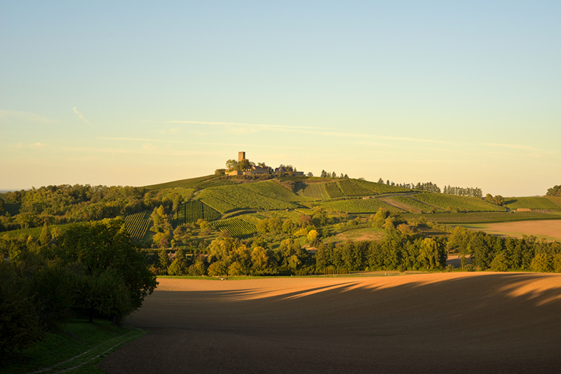 BIO-Weingut Burg Ravensburg VDP jetzt NEU bei MASTERWEIN
