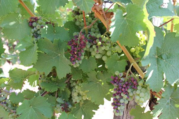 Aus dem Leben eines Winzers (18): Trockenstress, Notreife, Sonnenbrand. Das Drama in deutschen Weinbergen