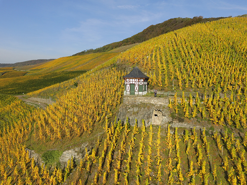 Riesling in seiner schönsten Form: Federleicht, verspielt und voller Charakter. Die Kabinette von der Mosel zeigen im Jahrgang 2024 ihre schönste Seite.