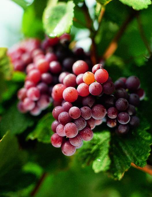 Gewürztraminer - ein Klassiker