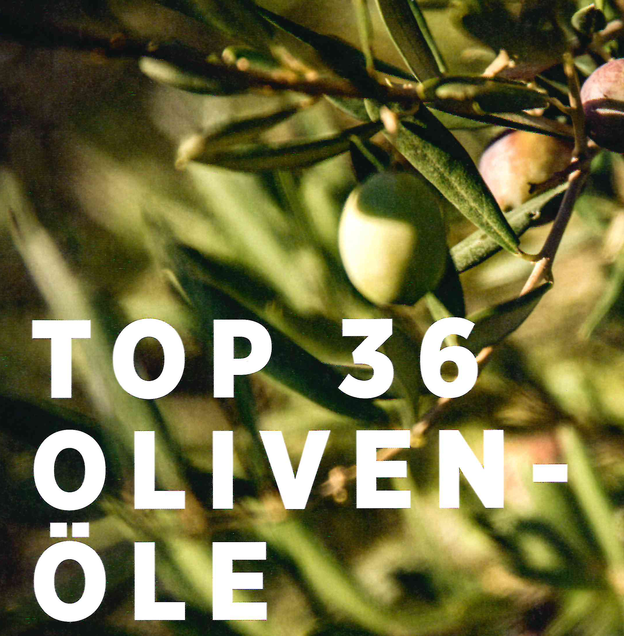 Grünes Gold: Die Zeitschrift VINUM testet Olivenöle und prämiert 2 aus dem MASTERWEIN Sortiment