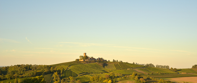 Die Entdeckung des Jahres: 1251 Blaufränkisch ohne Jahrgangsangabe von Burg Ravensburg