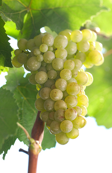 Pinot Blanc - Weißburgunder - Pinot Bianco: Meine Favoriten!