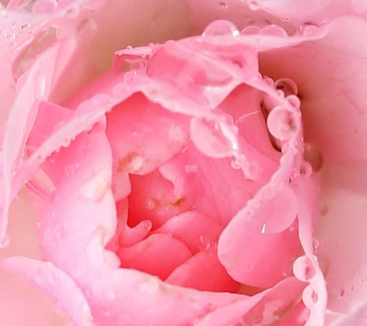 La Vie en rose: Unsere Rosé-Favoriten für diesen Sommer