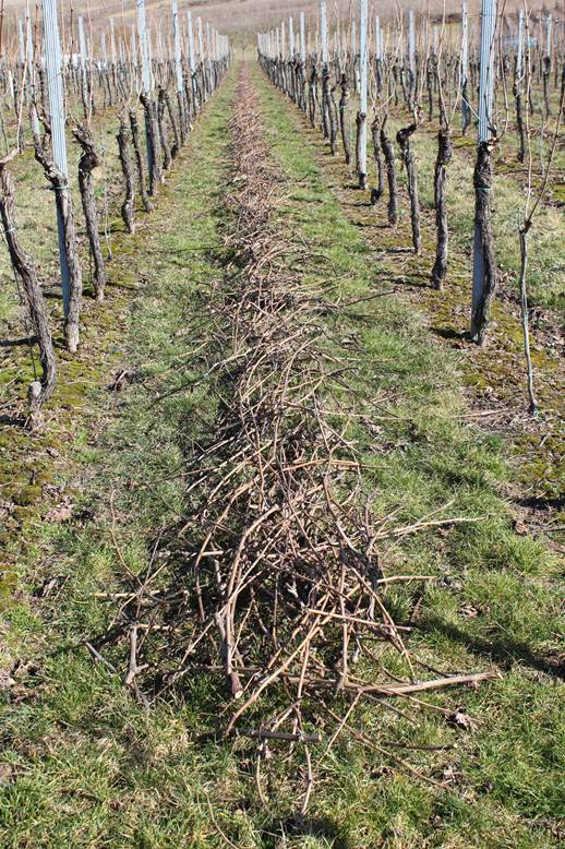 Aus dem Leben eines Winzers (15): Häckseln