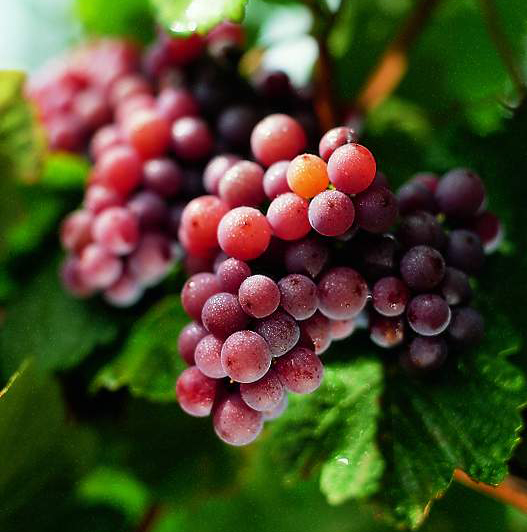 Eine Ode an den Gewürztraminer